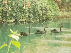 -第五季龙水凤港生态露营农场