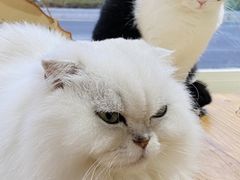 -猫小院猫主题餐厅(南锣旗舰店)