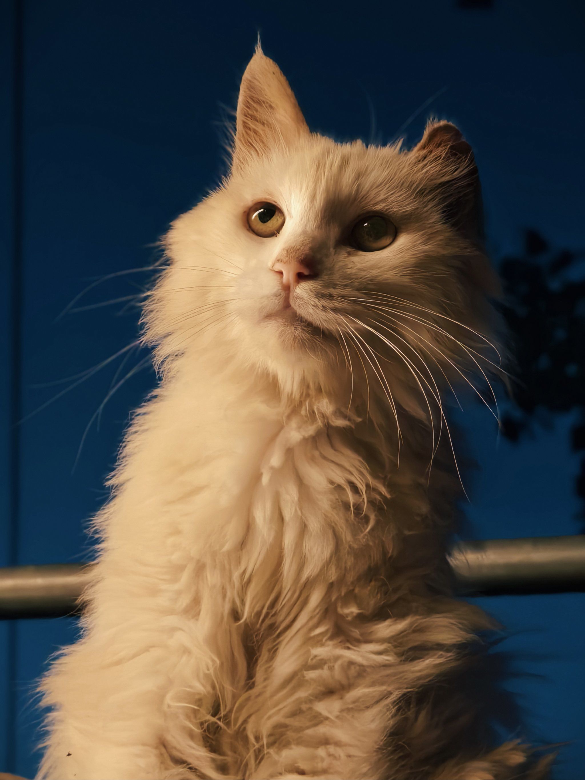 又见威风凛凛狮子猫~🐱