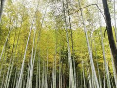 -上海佘山国家森林公园天马山园