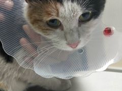 -美联众合宠物医院·爱萌分院·内外科·猫科中心