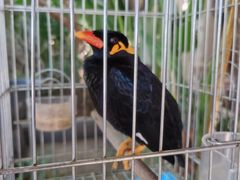 -西双版纳融创皇冠假日度假酒店