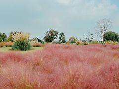 -上海辰山植物园