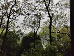 -三门江国家森林公园