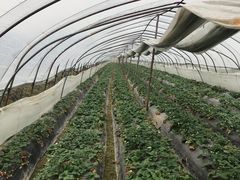 -胜丰草莓采摘园