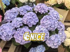-上海鲜花港