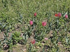 -长春公园(普阳街道)