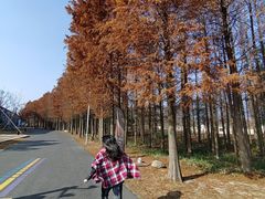 -上海长兴岛郊野公园