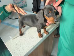 -心仪动物医院·牙专科·肿瘤·心脏科(西客站院)