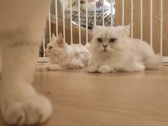 -猫腻·猫咖·撸猫馆(星光大道店)