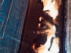 -杨桃院子咖啡吧(中华红墨店)