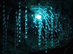 -怀托摩萤火虫洞