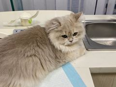 -美美宠物诊疗中心·异宠·骨科(滨江东信分院)