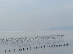-深圳湾公园(南山区)