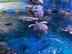 -烟台海昌鲸鲨海洋公园