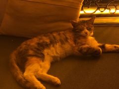 -Sirena海妖日咖夜酒