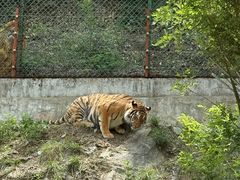 -栾川竹海野生动物园