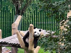 -沈阳森林动物园