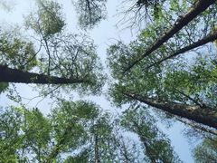 -上海共青森林公园