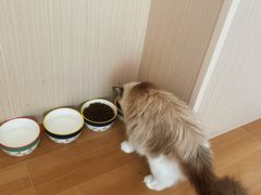 -唐小姐の私宠·宠物洗护美容·撸猫馆·购宠(周浦万达旗舰店)