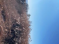 -野鸭湖国家湿地公园