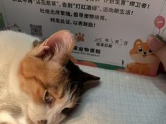-守诺宠物医院·眼科· 特色牙科·异宠专科(虹口店)