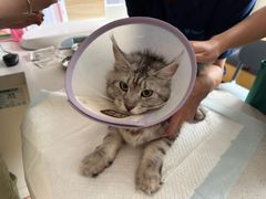 -瑞派宠物医院·犬猫全科·猫友好(宾水西道店)