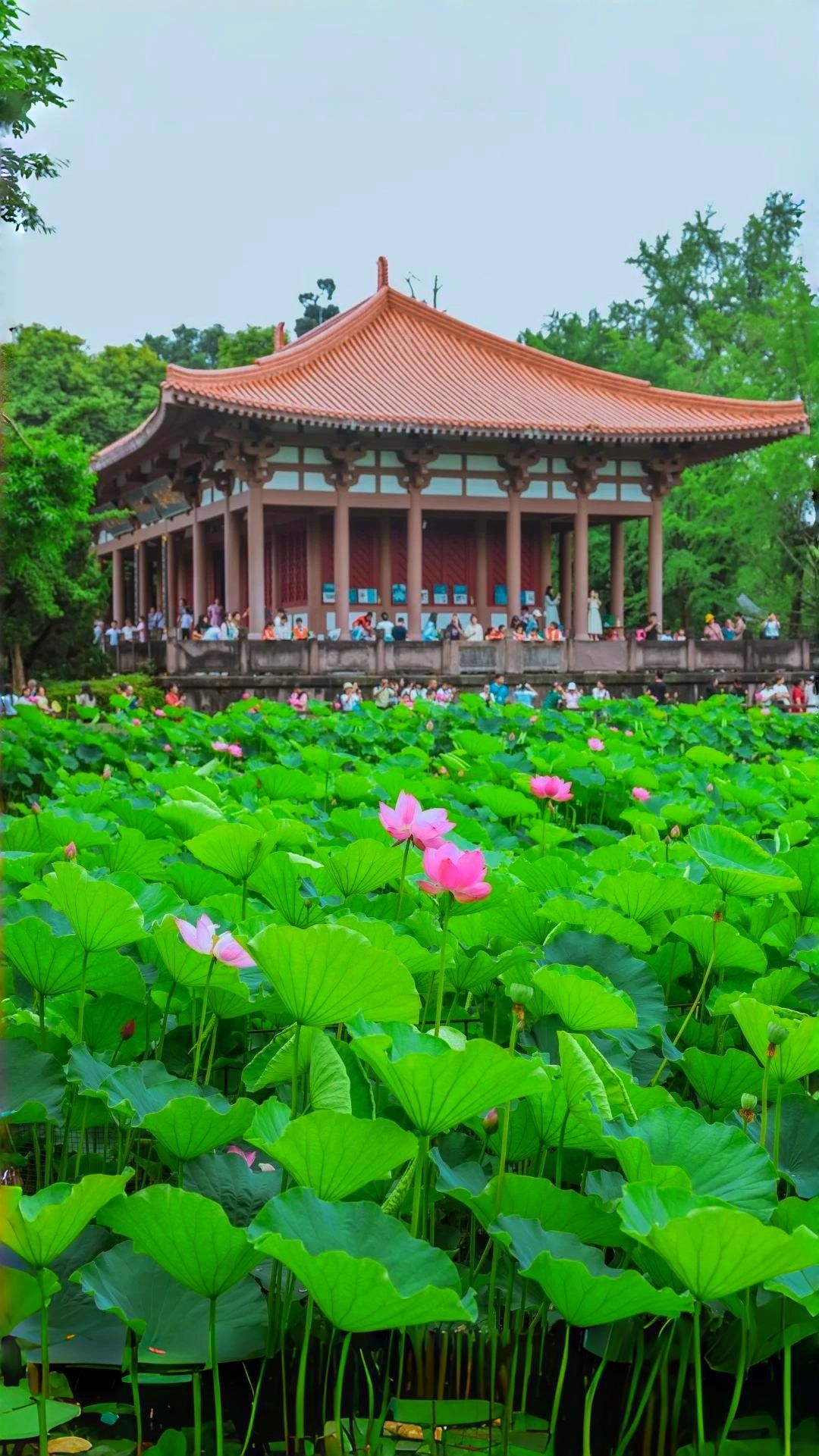 成都望丛祠公园 | 夏日荷花季打卡攻略94