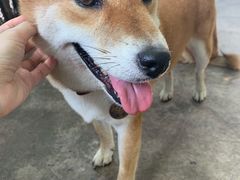 -柴犬高等学院·狗咖·柴犬售卖·宠物训练