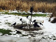 -钏路市丹顶鹤自然公园