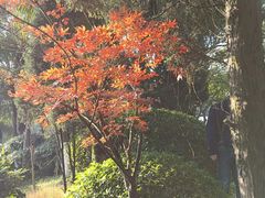 -南山植物园
