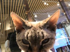 -momokira米努特·德文卷毛猫·棉花面纱犬