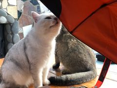 -喵屿·大理花园猫咖