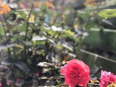 -莉莉家的音乐花园餐吧(航空路店)