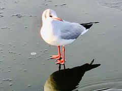-宁芬堡宫