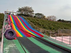 -大塘金香草谷