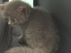 -欧奕国际动物医院