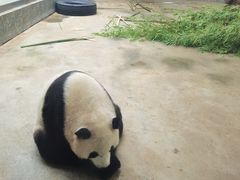 -西安秦岭野生动物园