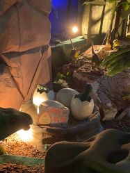 -恐龙探索乐园(磁器口店)