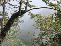 -天目山大树王景区