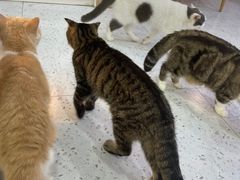 -喵园·猫主题咖啡厅·撸猫·猫咖(国贸店)