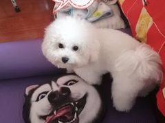 -翊宠yipet猫狗购宠庄园犬舍•猫舍