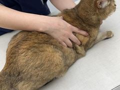 -拜鲁耶动物诊疗中心·宠家动物医院