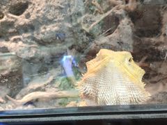 -酷以爬仙阁实体爬宠店·守宫·蜥蜴·专业繁育