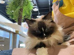 -藏猫猫咖啡主题馆(中央大道店)