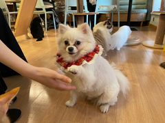 -MOYOYO猫咪咖啡店