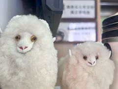 -白老大羊杂碎稍麦