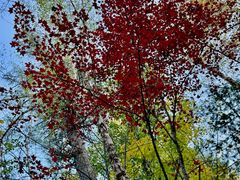 -五营红松林海景区