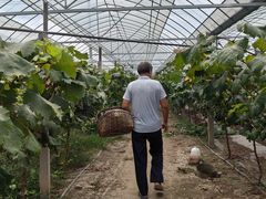 -马陆小张葡萄园农家乐