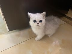 -老吴的猫·猫舍(新区店)